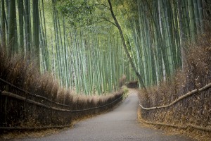 Bamboo grove